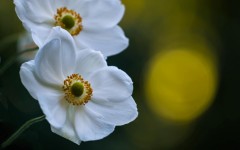 Desktop wallpaper. Flowers. ID:54886