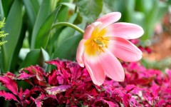 Desktop wallpaper. Flowers. ID:54889