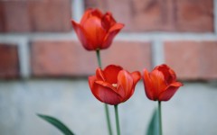 Desktop wallpaper. Flowers. ID:54904