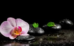 Desktop wallpaper. Flowers. ID:54999