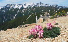 Desktop wallpaper. Flowers. ID:55010