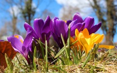 Desktop wallpaper. Flowers. ID:55013