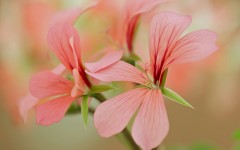 Desktop wallpaper. Flowers. ID:55032