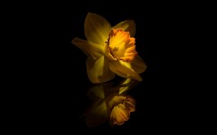 Desktop wallpaper. Flowers. ID:55312