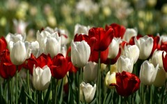 Desktop wallpaper. Flowers. ID:55332