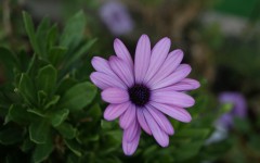 Desktop wallpaper. Flowers. ID:55338