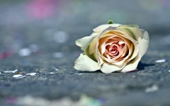Desktop wallpaper. Flowers. ID:55342