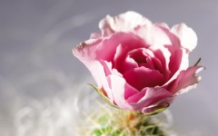 Desktop wallpaper. Flowers. ID:55344