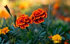 Desktop wallpaper. Flowers. ID:55347