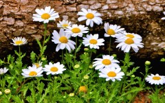 Desktop wallpaper. Flowers. ID:55359
