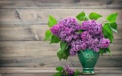 Desktop wallpaper. Flowers. ID:68637