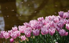 Desktop wallpaper. Flowers. ID:55792