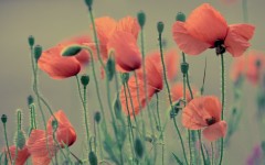 Desktop wallpaper. Flowers. ID:55808