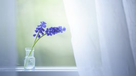 Desktop wallpaper. Flowers. ID:133255