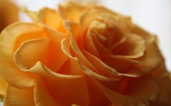 Desktop wallpaper. Flowers. ID:56057