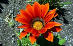Desktop wallpaper. Flowers. ID:56096