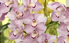 Desktop wallpaper. Flowers. ID:56207