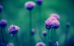 Desktop wallpaper. Flowers. ID:56218