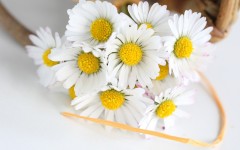 Desktop wallpaper. Flowers. ID:56226