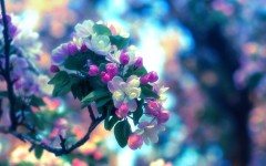 Desktop wallpaper. Flowers. ID:56910