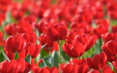 Desktop wallpaper. Flowers. ID:56927