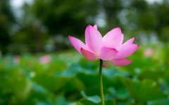 Desktop image. Flowers. ID:57146
