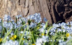 Desktop image. Flowers. ID:57276