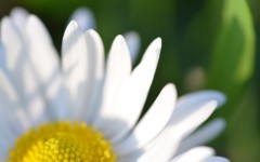 Desktop image. Flowers. ID:57288