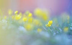 Desktop image. Flowers. ID:57298
