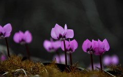 Desktop image. Flowers. ID:57306