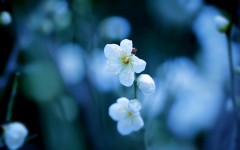 Desktop image. Flowers. ID:57337