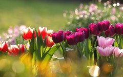 Desktop image. Flowers. ID:57356