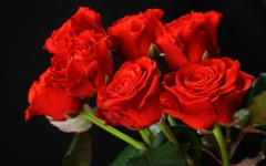 Desktop image. Flowers. ID:57359