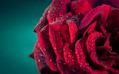 Desktop image. Flowers. ID:57377