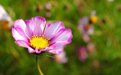 Desktop wallpaper. Flowers. ID:57387