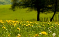 Desktop wallpaper. Flowers. ID:57422