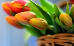 Desktop wallpaper. Flowers. ID:57475