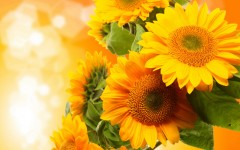 Desktop wallpaper. Flowers. ID:57481