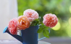 Desktop wallpaper. Flowers. ID:57490