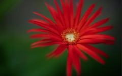 Desktop wallpaper. Flowers. ID:57501