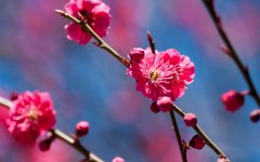 Desktop wallpaper. Flowers. ID:57502