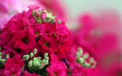 Desktop wallpaper. Flowers. ID:57513