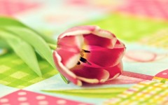 Desktop wallpaper. Flowers. ID:57517
