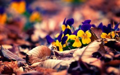 Desktop wallpaper. Flowers. ID:57518