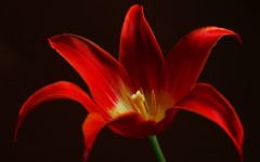 Desktop wallpaper. Flowers. ID:57542