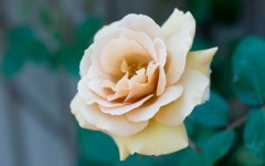 Desktop wallpaper. Flowers. ID:61757