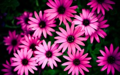 Desktop wallpaper. Flowers. ID:61872