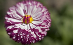 Desktop wallpaper. Flowers. ID:61880