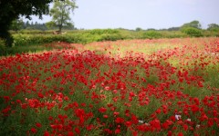 Desktop wallpaper. Flowers. ID:61886