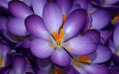 Desktop wallpaper. Flowers. ID:61905